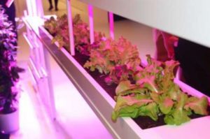 plant-grow-led-light